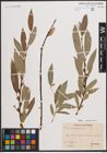 Foto von Salix daphnoides Vill.